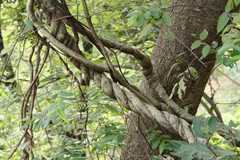 Calycopteris floribunda